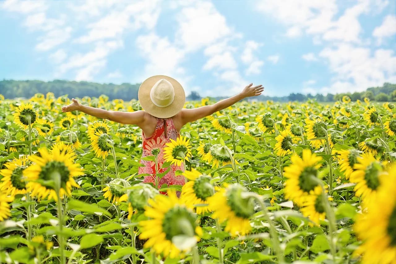 Personne aux bras ouverts dans un champ de tournesols